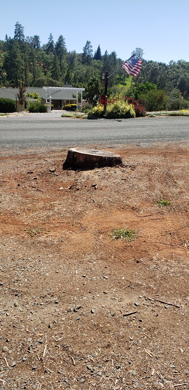 Tree Removal & Cleanup